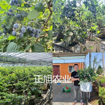 南高早熟蓝莓品种批发出售、顶架蓝莓苗新品种出售