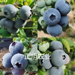瑞卡蓝莓苗哪里有卖、南高早熟蓝莓品种苗木成活率高