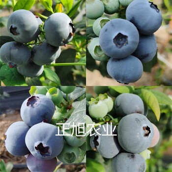 L藍莓苗批發出售、地栽藍莓苗大量供應