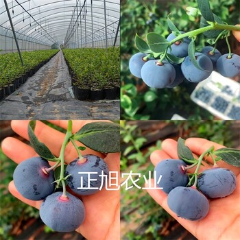 珠宝蓝莓苗大量供应、新品种蓝莓苗货比三家