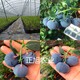 1年蓝莓苗图