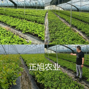 贵州黔西南1年蓝莓苗基地直发