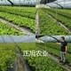 藍莓苗質量有保障圖