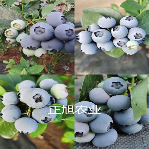湖南湘西春高藍莓苗基地報價