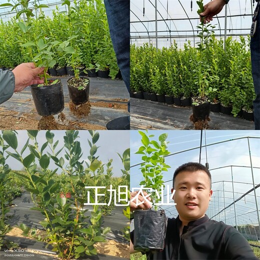 暖棚种植蓝莓苗出售价格、莱克西蓝莓苗提供技术支持