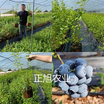 莱克西蓝莓苗这里售卖、早熟蓝莓品种育苗基地