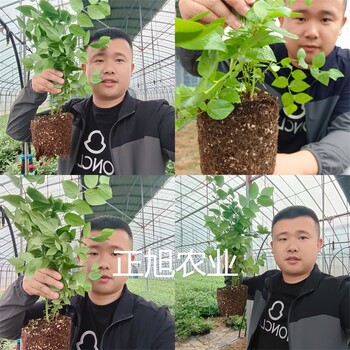 山东滨州云雀蓝莓苗长期供应