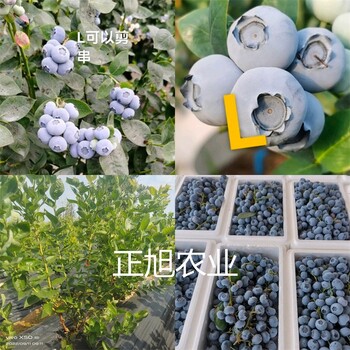 珠寶藍(lán)莓苗什么價(jià)格、南高早熟藍(lán)莓品種多少錢一顆