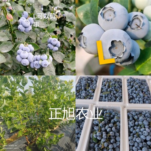 地栽蓝莓苗产区位置、自由蓝莓苗种植园区