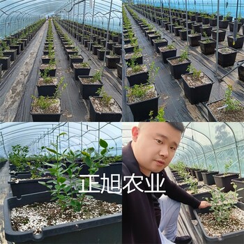 新品种蓝莓苗长期供应、绿宝石蓝莓苗提供技术支持