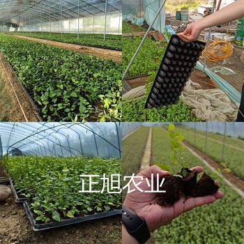 绿宝石蓝莓苗大量供应、3年蓝莓苗培育基地