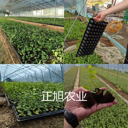 1年蓝莓苗大量供应、自由蓝莓苗本地出售