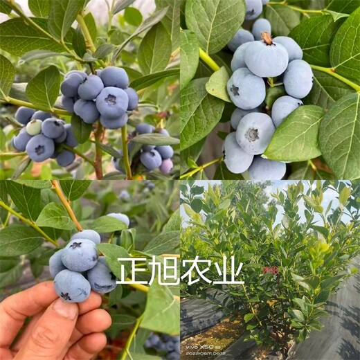地栽两年蓝莓苗新品种供应、顶架蓝莓苗新消息