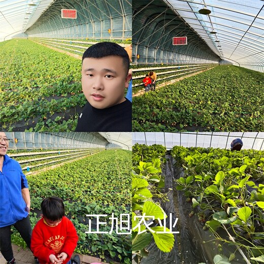 淡雪草莓苗报价、广东珠海育苗基地