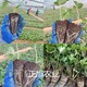 草莓苗育苗基地圖