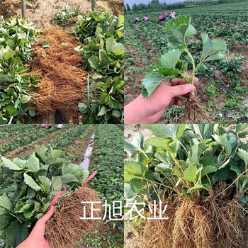 法兰地草莓苗报价、贵州六盘水培育基地