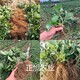 陜西安康品種介紹圖