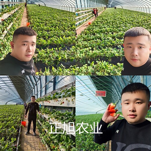 越秀草莓苗产区位置、广东汕头种植表现