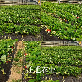 淡雪草莓苗基地供应、江苏宿迁基地直发