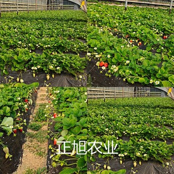 脱毒草莓苗价格、艳丽草莓苗新品种供应