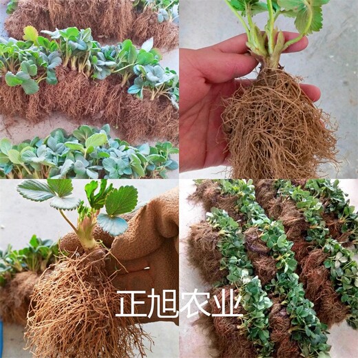 穴盘基质草莓苗出售、丽雪草莓苗精挑好苗