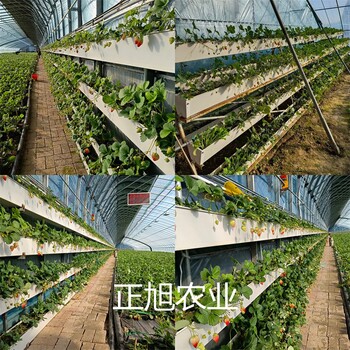 红玉草莓苗供应商位置、江西鹰潭品种介绍
