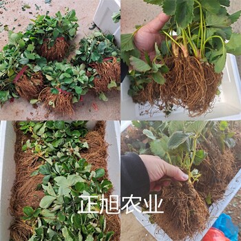 妙香草莓苗新品种出售、广东江门育苗基地