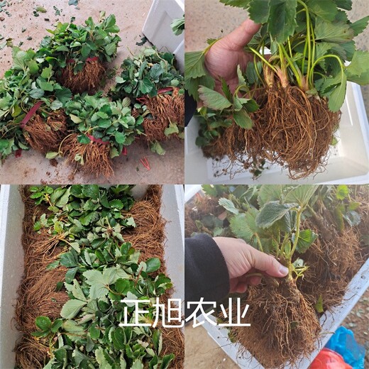 白雪公主草莓苗新品種出售、草莓苗培育基地