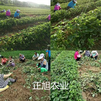 脫毒草莓苗這里售賣、甜寶草莓苗現(xiàn)貨供應(yīng)