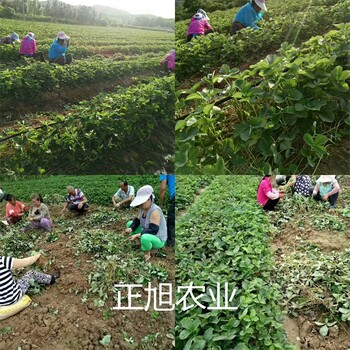 雪兔草莓苗本地出售、脱毒草莓苗育苗基地