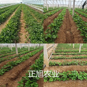 红颊草莓苗产区位置、河南南阳货比三家