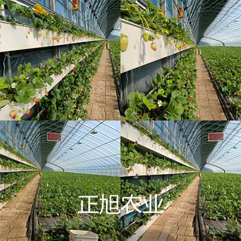 牛奶草莓苗育苗基地、联盟二号草莓苗货比三家