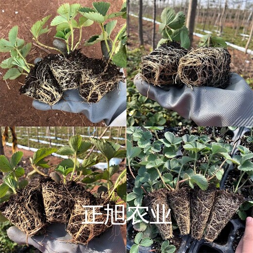 江苏大丰丰香草莓苗种植基地