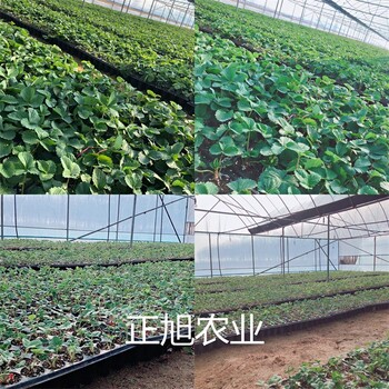 艳丽草莓苗基地供应、新疆塔城脱毒草莓种苗
