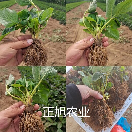 奶油草莓苗批发价格、红颜草莓苗精挑好苗