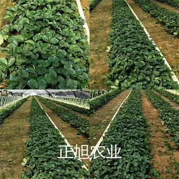 法兰地草莓苗报价、贵州六盘水培育基地