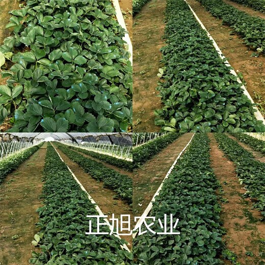 大叶红颜草莓苗新品种出售、河南郑州品种介绍