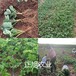 隋株草莓苗基地供应、新疆吐鲁番草莓苗