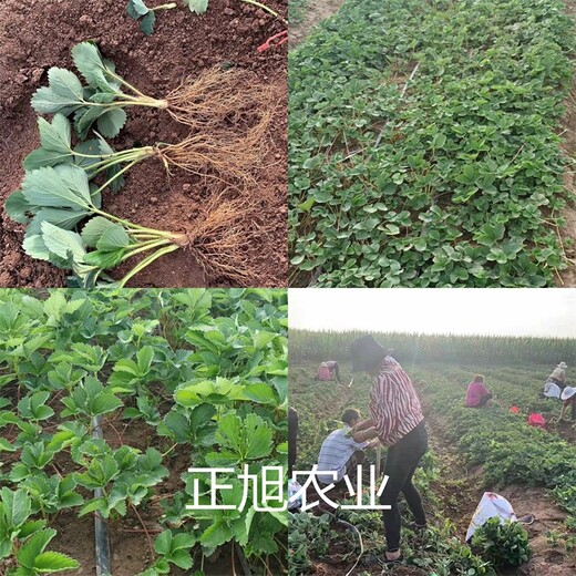 太空2008草莓苗育苗基地、河北衡水精挑好苗