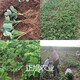清遠(yuǎn)奶油草莓苗圖