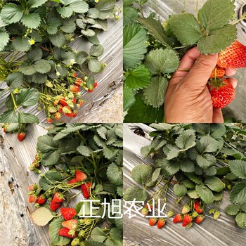 红颜99草莓苗出售价格、四川泸州一代脱毒种苗