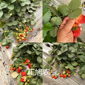 白草莓苗种植基地、雪兔草莓苗批发价格