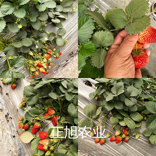穴盘基质草莓苗产区位置、艳丽草莓苗种植表现