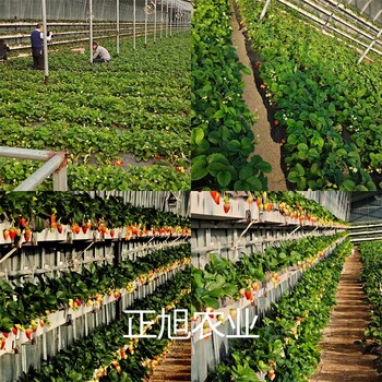 章姬草莓苗新品种供应、安徽滁州品种介绍