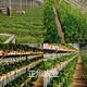 妙香7號草莓苗價格圖