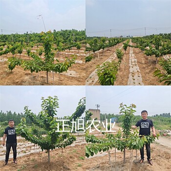 河南濮陽輝煌1-5櫻桃苗多少錢、5公分櫻桃樹苗品種介紹