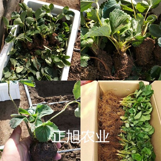 法兰地草莓苗基地供应、河南鄢陵县二代脱毒草莓苗