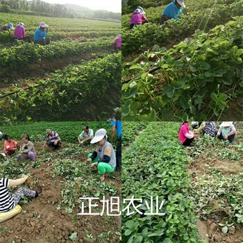 安徽蚌埠白草莓苗供应商位置