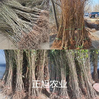 嫁接李子树苗基地在哪、贵州遵义风味玫瑰李子树苗