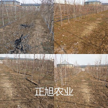 金秋密梨树苗什么价格、3公分梨树苗育苗基地